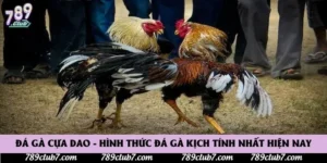 Đá Gà Cựa Dao - Hình Thức Đá Gà Kịch Tính Nhất Hiện Nay