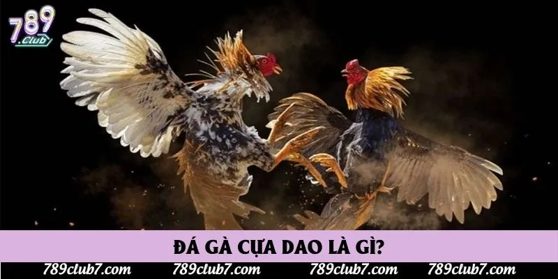 Đá gà cựa dao là gì?