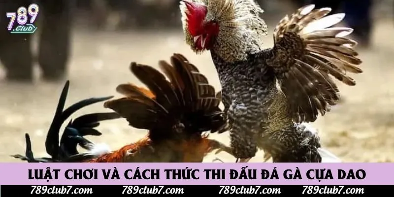 Luật chơi và cách thức thi đấu đá gà cựa dao